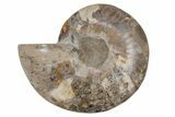 Cut & Polished Ammonite Fossil (Half) - Madagascar #212912-1